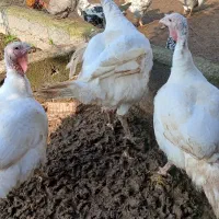 بوقلمون و اردک اسرائیلی و قاز ارگانیک|حیوانات مزرعه|آستانه اشرفیه, |دیوار