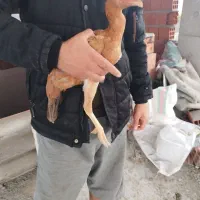 جوجه مرغ لاری