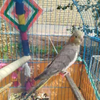 عروس هلندی|پرنده|خرمشهر, |دیوار