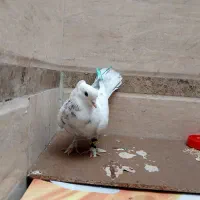 کفتر|پرنده|قم, باغ شریفی|دیوار