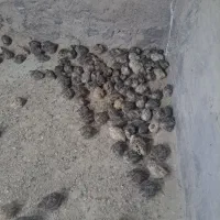 بلدرچین مولد