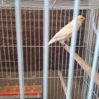 قناری سرخ ریزه خون موزاییکی