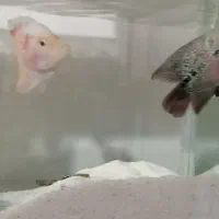 دو عدد ماهی مولد سالم فلاور باکس|ماهی|ماهدشت, |دیوار