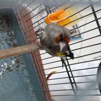 سهره کرمونی قناری|پرنده|شیراز, شهرک بهشتی|دیوار