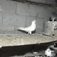 کبوتر ساعتی