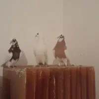 یک جفت فره طوقی و یدونه سفید