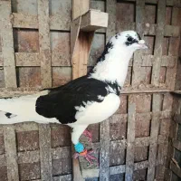 کبوتر|پرنده|شیراز, صاحب الزمان|دیوار