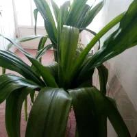 دو عدد گل ذرتی بزرگ|گل و گیاه طبیعی|مرودشت, نقش رستم|دیوار