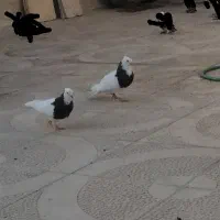 کلفه نرو ماده