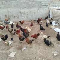 مرغ و خروس های درشت و چاق