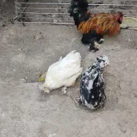 فروش دو تا مرغ و یک خروس پا پر|پرنده|طارم, |دیوار