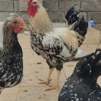 خروس|حیوانات مزرعه|دهلران, |دیوار