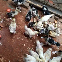 بچه اردک اسرائیلی