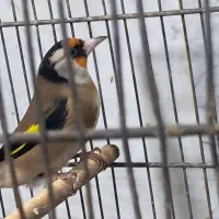 سهره جوجه قفس