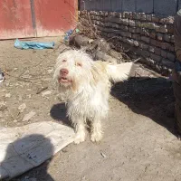 سگ پاکوتا شیتزو|سگ|گرگان, |دیوار