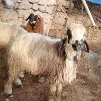 گوسفند فروشی|حیوانات مزرعه|گتوند, |دیوار