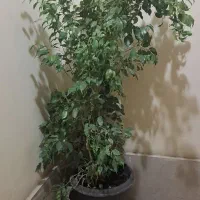 گل بنجامین