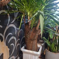 یوکا فروش یامعاوضه با لوازم برقی خونه