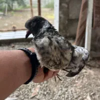 فروش یک جفت کبوتر پرشی|پرنده|رضوانشهر, |دیوار