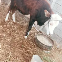 گاو فروشی بع حاطر نیاز مالی