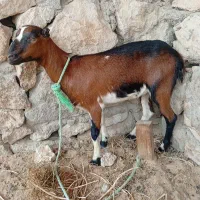 یک عدد گیسه داشتی و گوشتی خوشرنگ چاق فروش فوری