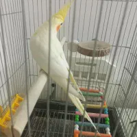 عروس هلندی خشگل کشیده لوتینو|پرنده|مشهد, امیریه|دیوار