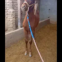 کره نر ۵ ماهه