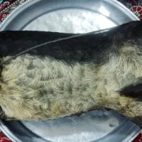 هیزه|صنایع دستی و سایر لوازم تزئینی|کوهدشت, |دیوار