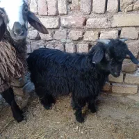 بزغاله نر|حیوانات مزرعه|اسفرورین, |دیوار