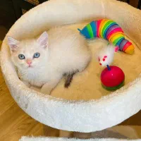 گربه خاص چشم آبی بلوپوینت|گربه|چالوس, |دیوار