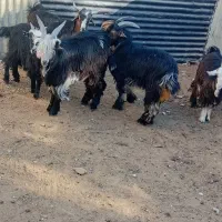 بیگ نر چهار عدد مست مست