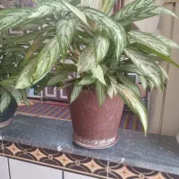 رو بالشتی وگل طبیعی|سرویس روتختی|یاسوج, |دیوار