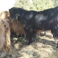 ا تا|حیوانات مزرعه|چرداول, |دیوار