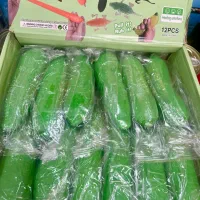 عمده فیجت توپ پرشی