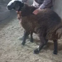 بره قوچ هترو