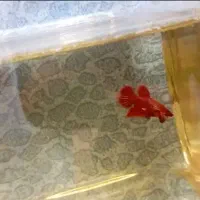 انواع نژاد ماهی فایتر|ماهی|نجفآباد, ویلاشهر|دیوار