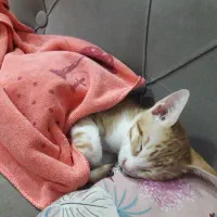 واگذاری بچه گربه نر بازیگوش