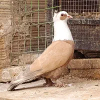 ماده زرد کله سفید . کربلایی