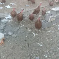 فروش تعدادی بوقلمون نژاد بوربون در کاکی|حیوانات مزرعه|خورموج, |دیوار