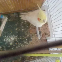 یک عروس هلندی