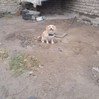 شیتزو ماده آماده