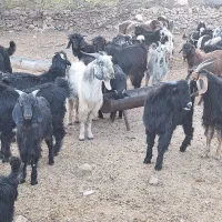 40راس کهره|حیوانات مزرعه|شیراز, دباغ خانه|دیوار