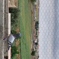 کبوتر آلمانی جفت جوجه کشی