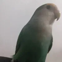 پرنده گم شده|حیوانات|قم, پردیسان|دیوار