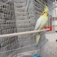 عروس هلندی