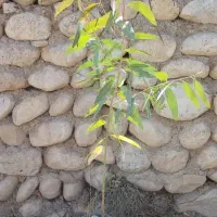 تامین نهال پروژه های شرکتهاوارگانها|گل و گیاه طبیعی|چابهار, |دیوار
