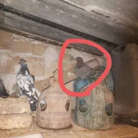 کبوتر|پرنده|مشکین‌دشت, |دیوار