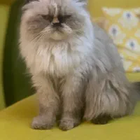 گربه پرشین هیمالیا ماده