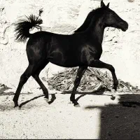 کره مادیون مشکی نوه طوفان کیانی