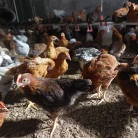 مرغ و خروس ۲ ماهه